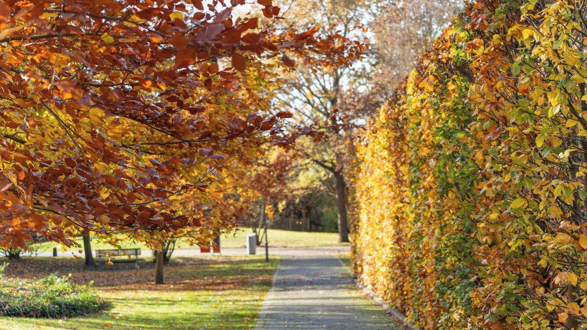 Jak vybrat ideální stromky a keře na živý plot